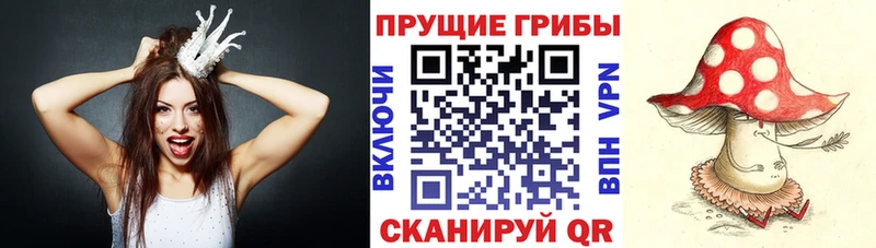 Псилоцибиновые грибы Psilocybe Крымск